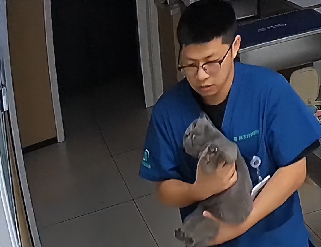 猫咪突发疾病求生欲强，主人要安乐死，医生出手相救！