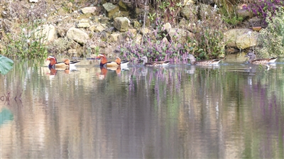 野生鸳鸯戏水南岳