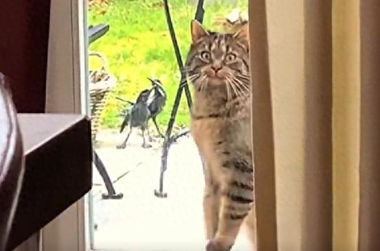 不用怀疑是真爱！狸花猫徒步10公里探望出嫁小主人，到门口一脸骄傲