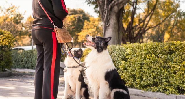 养狗就养“边牧”，优点太多了，网友：捡到宝了