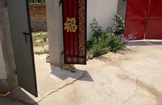 猫受伤主动跑小哥家求助，还会按约定时间来换药，这是真聪明