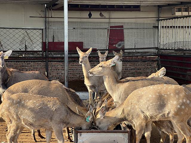 通辽市科左中旗：特色养殖 致富有“鹿”