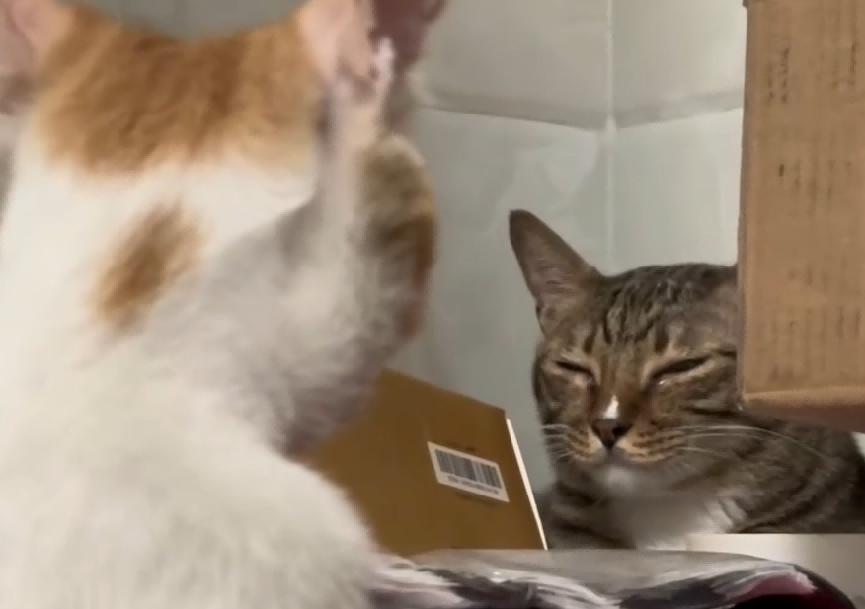 小猫寄养以为被遗弃，悄悄流泪问“妈妈不要我了吗”？