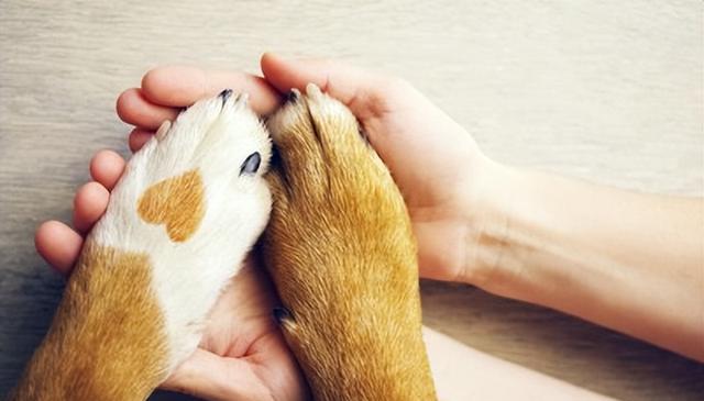 狗狗的快乐生活秘诀：主人要遵守的3个重要规则！