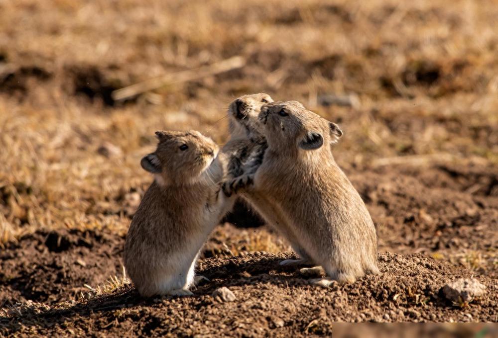 “天山精灵”伊犁鼠兔：吃天山雪莲，排泄物竟能治病？
