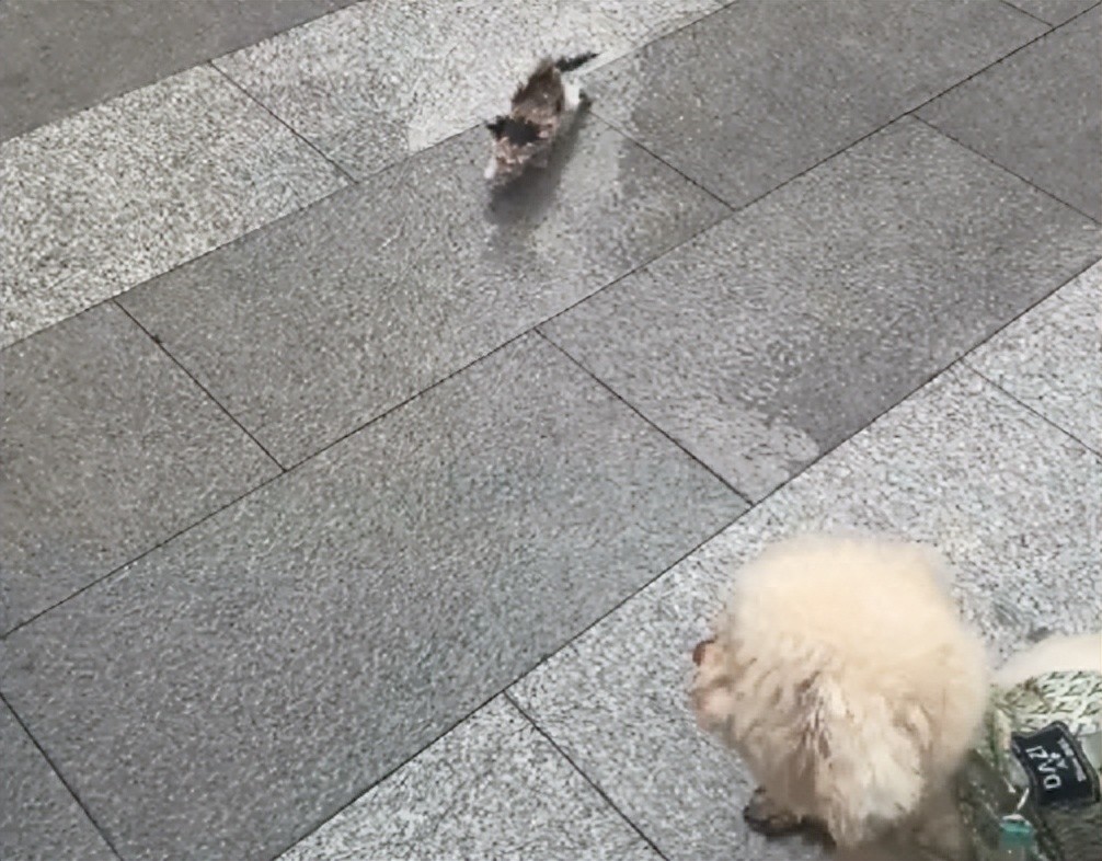 暴雨天浑身湿透小奶猫紧跟两狗狗，只为努力活下去