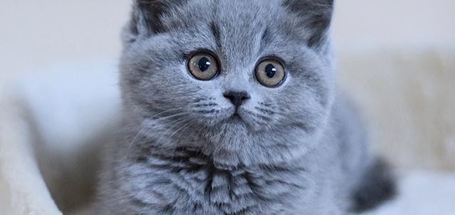 猫咪美食盘点：这些人类食物它们也能吃!你知道几种?