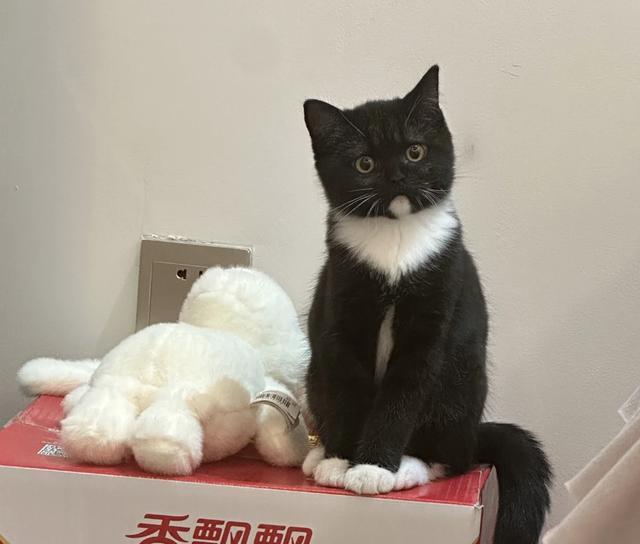 猫咪恨你的6个身体语言!中3条赶紧补救，不然它真会离家出走!