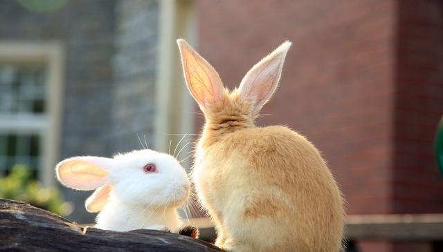 养兔小知识：兔子感冒可以吃板蓝根吗