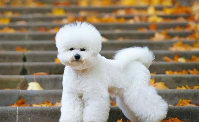 比熊温顺贵宾聪明，养哪只更省心？看这3点秒懂