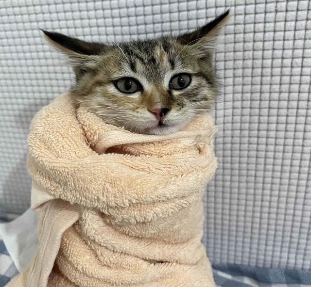 千万别对猫咪做这6件事! 相当于精神虐待，做多了它会离家出走