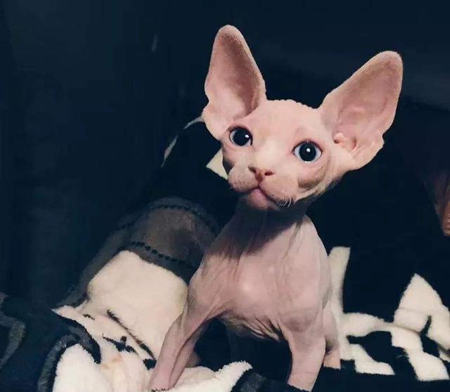 养无毛猫的七大益处，养过的都说好，戒都戒不掉!