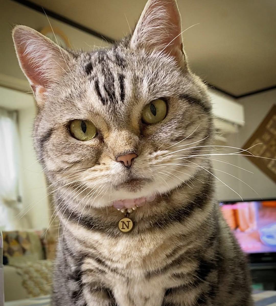 在猫耳朵里，这些都是“脏话”：猫咪最不想听到的那些词汇