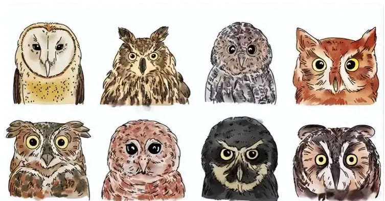 猫头鹰有多狠? 眼睛焊死不能转，靠这招成黑夜顶级刺客!