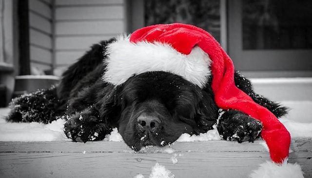 冬季养狗细节大揭秘，不管多冷，这几种方式取暖都不建议!