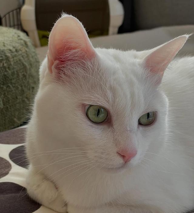 为什么猫咪只愿意被“那个人”抱?不是偏心，是它们真的想清楚了