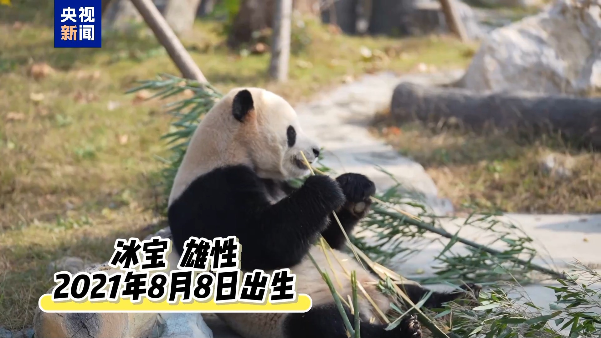 20只大熊猫已入住 中国大熊猫保护研究中心绵阳基地试运营