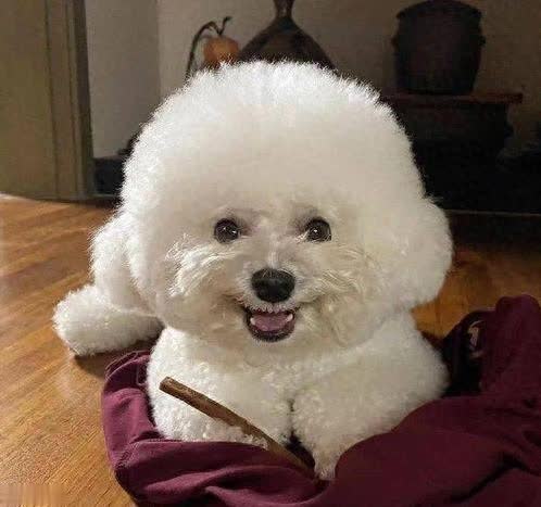 比熊占有欲强易吃醋，做这6件事让它更爱你?