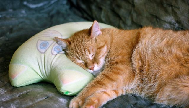 猫睡眠：6 个有趣的事实