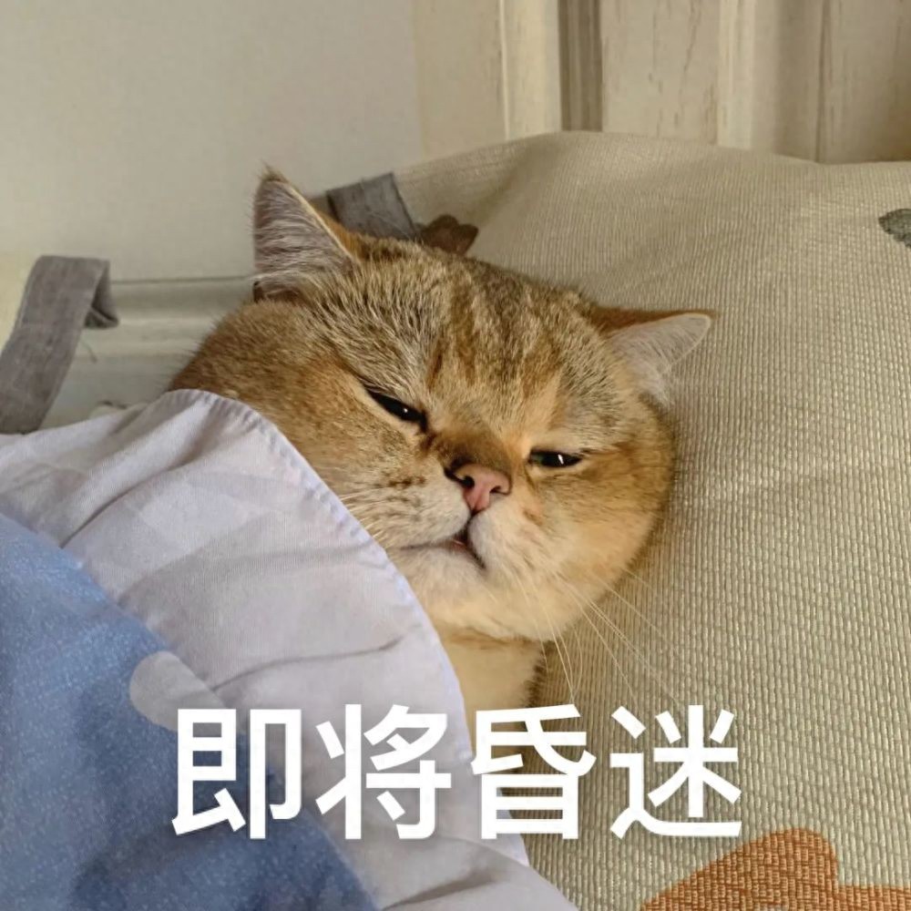 猫界寿命榜：这几种猫寿命短，或许只能陪你几年