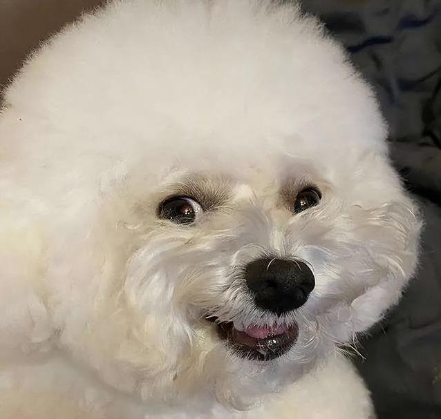 比熊犬黏人又治愈，8大优点让人爱不释手，你心动了吗？